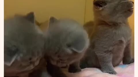 FUN FEEDING KITTEN VIRAL VIDEO 1 MILLION VIEWS