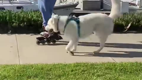 Nothing's gonna stop Fenix from living his best, happiest life!