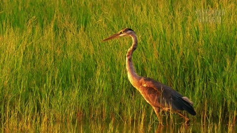 Pantanal: The Wild Gateway to the Amazon – Documentary