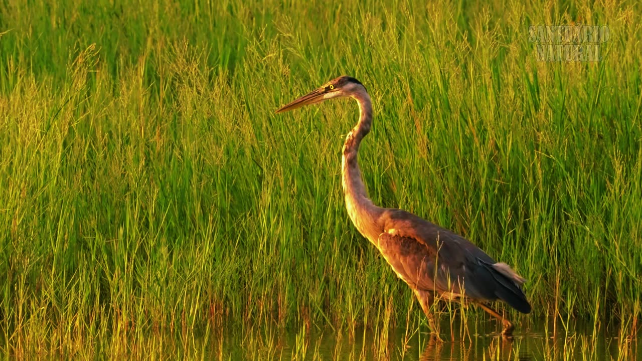 Pantanal: The Wild Gateway to the Amazon – Documentary