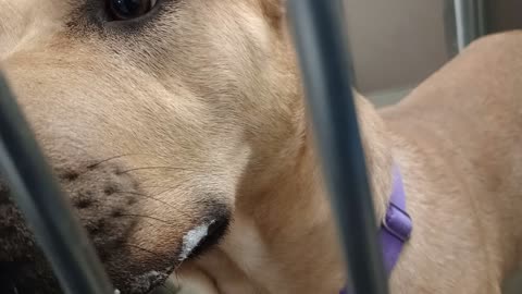 Tracker-tan 2y A806548 Belkas-whiteGrey 4y A886062 kennel 225 PACC shelter restless youth20251203153