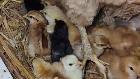 Chicks sleeping night with hen