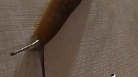 Una visita muy especial en mi casa