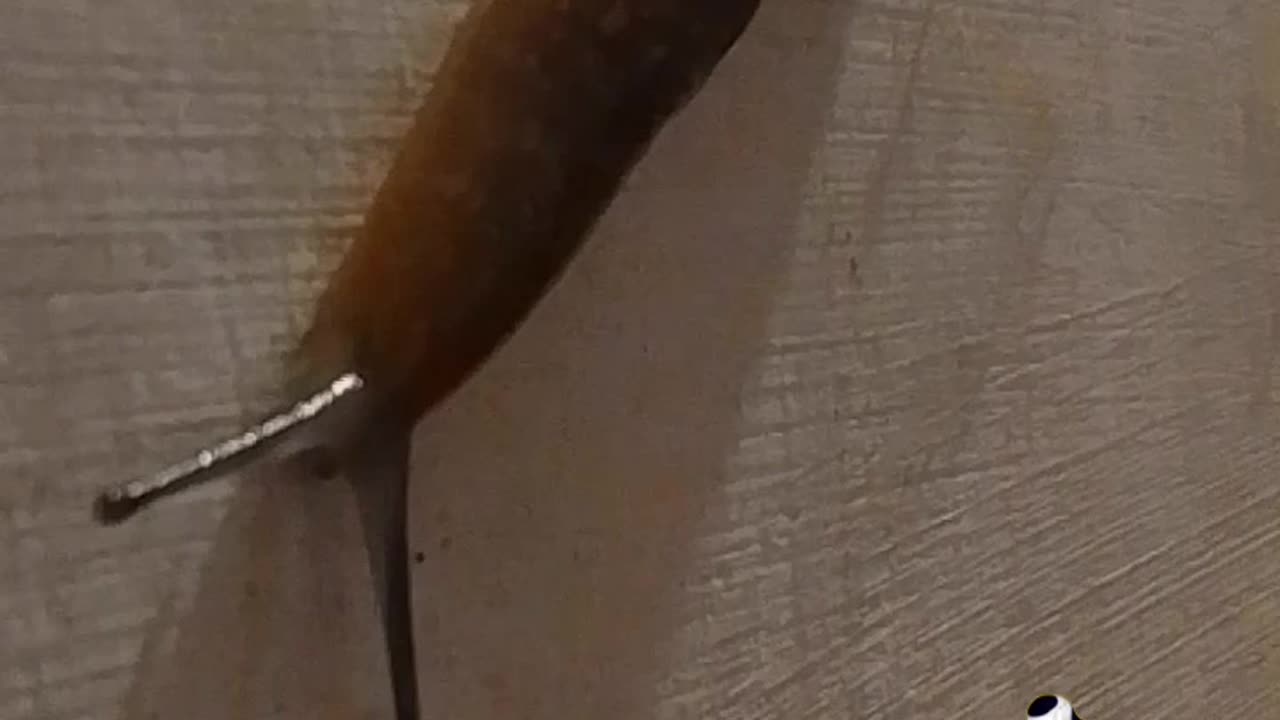 Una visita muy especial en mi casa
