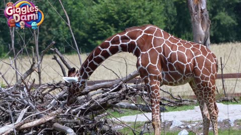 Relax and Unwind with Adorable Animals | Calm Nature Vibes