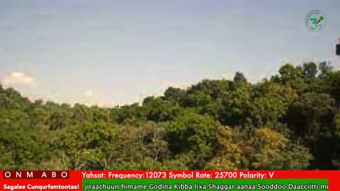 Oduu Waaree ONM-ABO Onkoloolessa 17-2025 itti dhiyaadhaa!