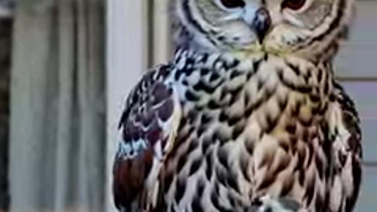 Owl Family: Adorable Mom and 2 Baby Owls | Must-See!