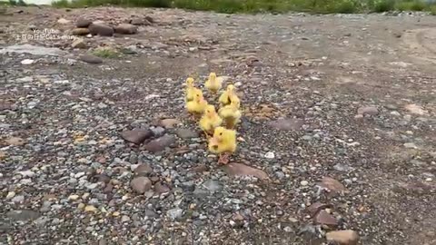 The kitten is so funny,taking the duck to find treasure!The treasure contains delicious food.so cute