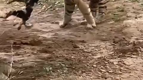 Tiger killed dog at zone 2 Ranthambore National Park,Tiger attack dog