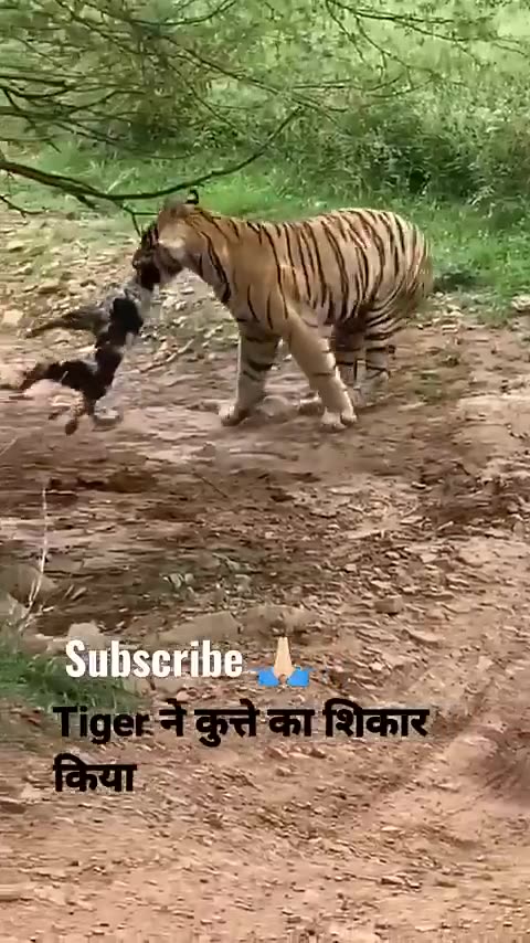 Tiger killed dog at zone 2 Ranthambore National Park,Tiger attack dog