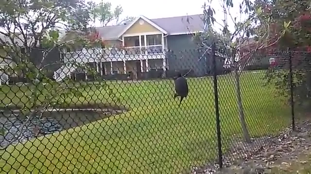 What do your pets do when you leave them alone??