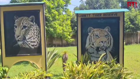 Final tiger set for transfer from Corbett to Rajaji National Park