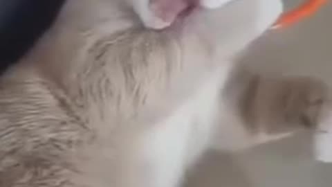 Funny 😂 video of cat 🐈😺