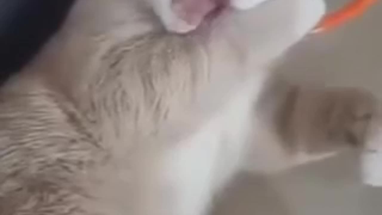 Funny 😂 video of cat 🐈😺