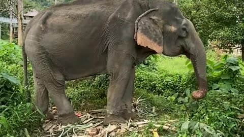 Elephant video