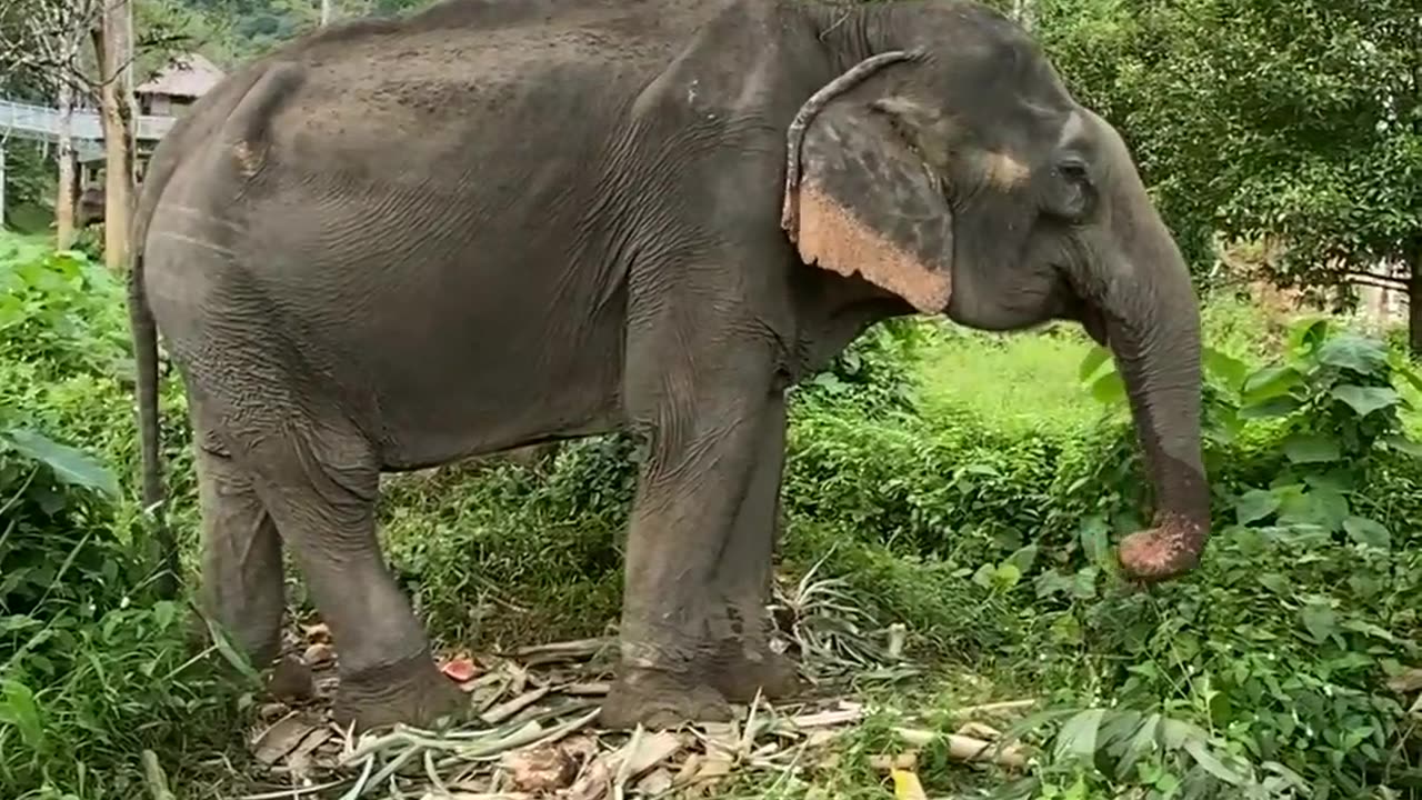 Elephant video