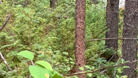 Rare Real Life Shiny in the Canadian Wilderness