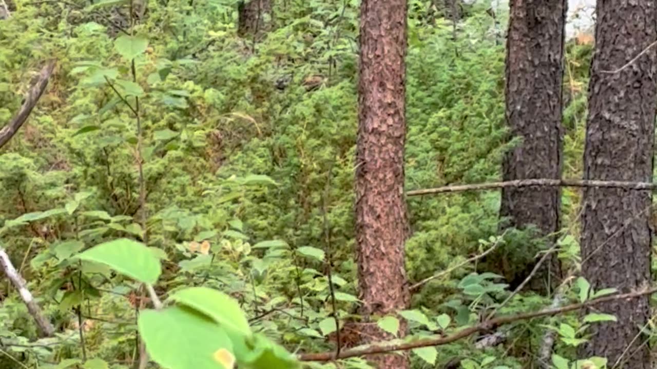 Rare Real Life Shiny in the Canadian Wilderness