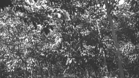 [SOUTH AMERICAN SCENES] - [SOUTH AMERICAN SCENES] - fc-fc-1578