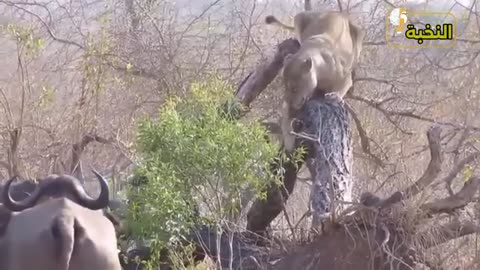 animals