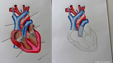 How to draw the heart and its parts (Read the description)