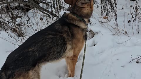 German shepherd howling.