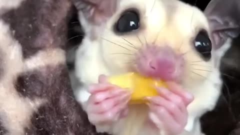 Best Funny Cats and Dogs 2024 – Epic Animal Moments