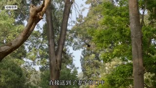 海狸为抵御外敌，耗时一年建造水坝，它是动物界中的一位建筑大师。#海狸 #动物世界