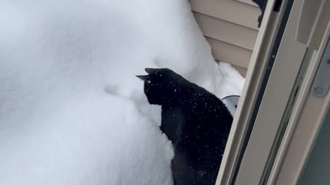 Snow Is Unstable Platform For Confused Cat