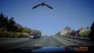 😱🤣 Seagull Bombed Me! The Funniest Morning Ever! | FunFM