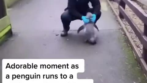 Adorable moment as a penguin runs to a zookeeper for cuddles...