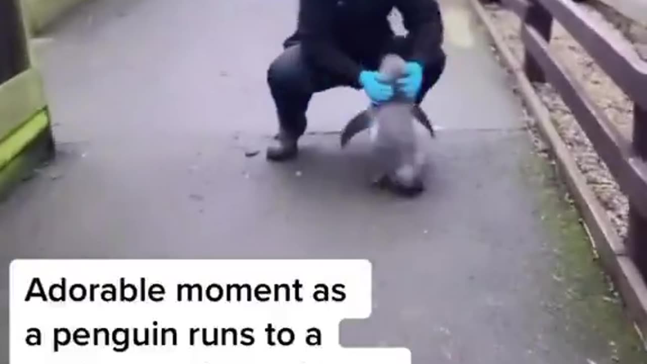 Adorable moment as a penguin runs to a zookeeper for cuddles...