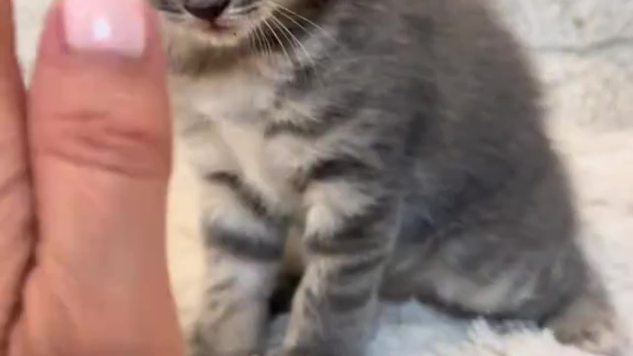 😊 🐯#Gatitos 😺🦁#Michis 🐰#Adorables. - 😸#CarSheriKittens.👍🏻