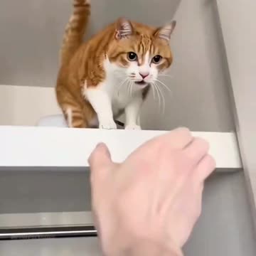 Tiny Paws, Big Chaos! 🐾😻