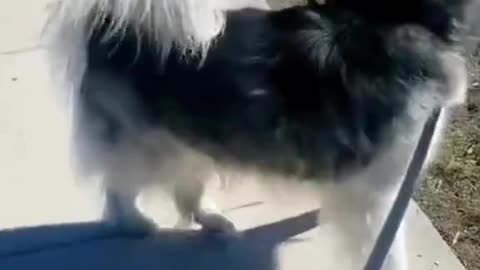 Crazy Husky Compilation