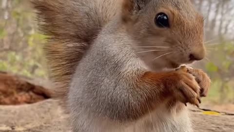 "Fearless Wild Squirrel Eats Straight from a Human's Hand!" 🐿️✨