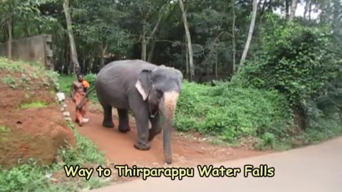 Elephant Encounter at Tirparappu | Gentle Giants of the Western Ghats