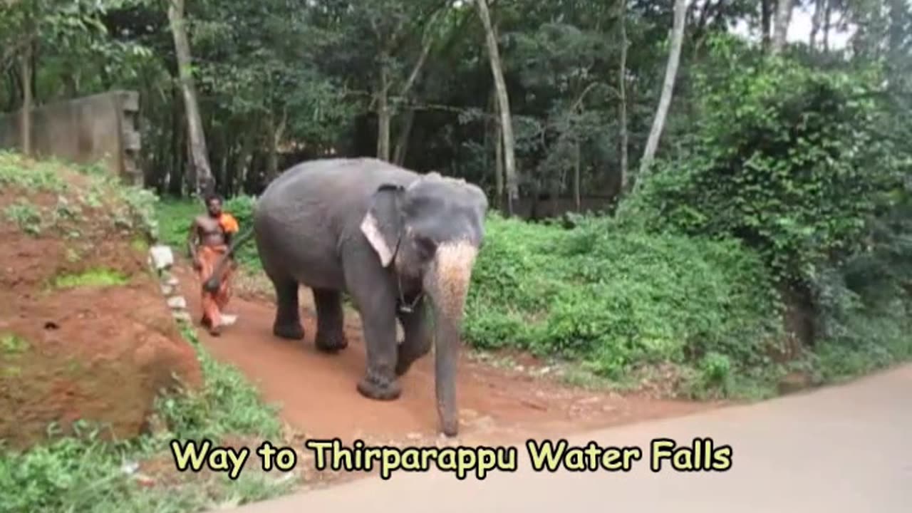 Elephant Encounter at Tirparappu | Gentle Giants of the Western Ghats