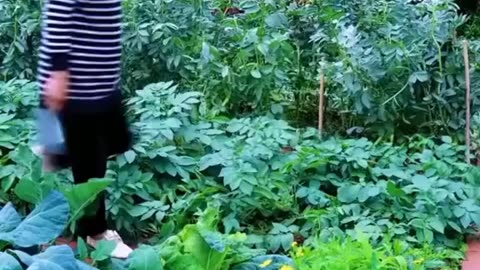 Korean Greenhouse Farming | Winter Life on the Farm 🌿❄️