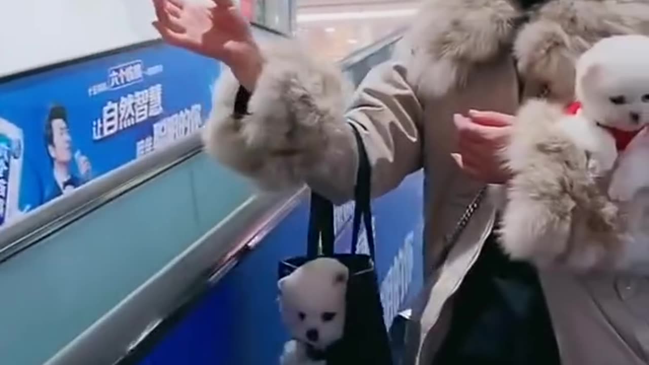 Pomeranian cute