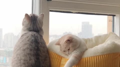 "Heal the little cutie of loss and loneliness""My adorable little cat" or "My cute kitty"