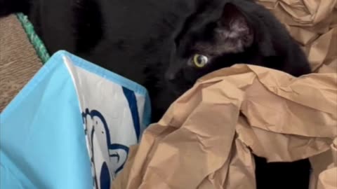 Cute Precious Piper Sits Amidst the Packing Paper - My Adopted Shelter Cat Vlog. #shorts