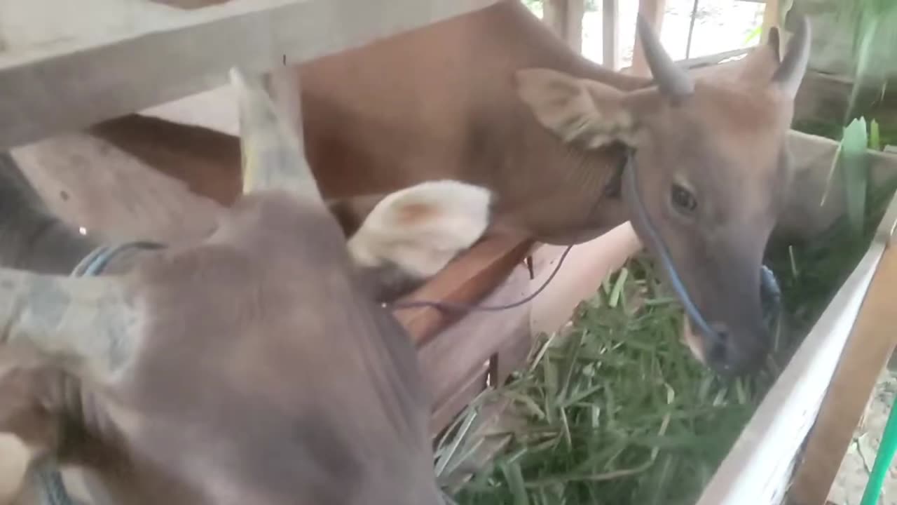 Feeding Our Pet Cows | Simple Farm Life Moments