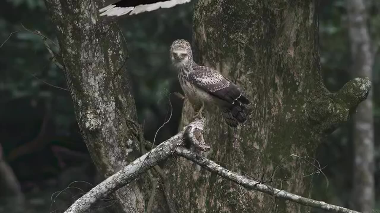 A Great Hornbill and a juvenile Crested Serpent Eagle in an electrifying face-off