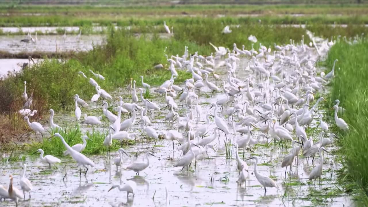 Soft Piano Hours for Working Minds