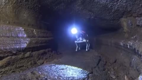 China trains robotic dogs for lunar missions, conducting tests in caves that mimics lunar