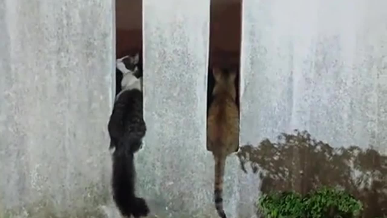 😂🐾 Cat's Reaction to Usual Spot is Priceless! | FunFM