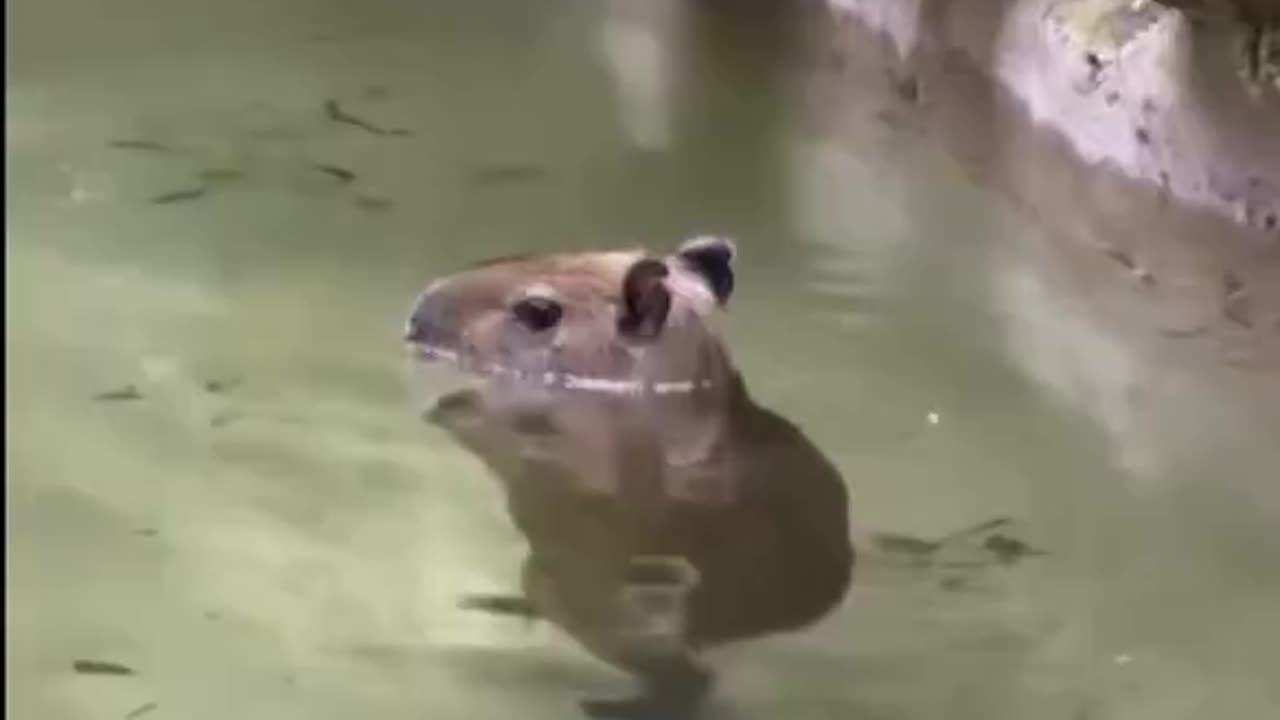Capybara Stroll