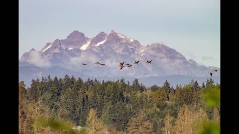 Geese Flying by the Forest | 8 Hours of Goose Sounds for Sleep, Relaxation, and Meditation