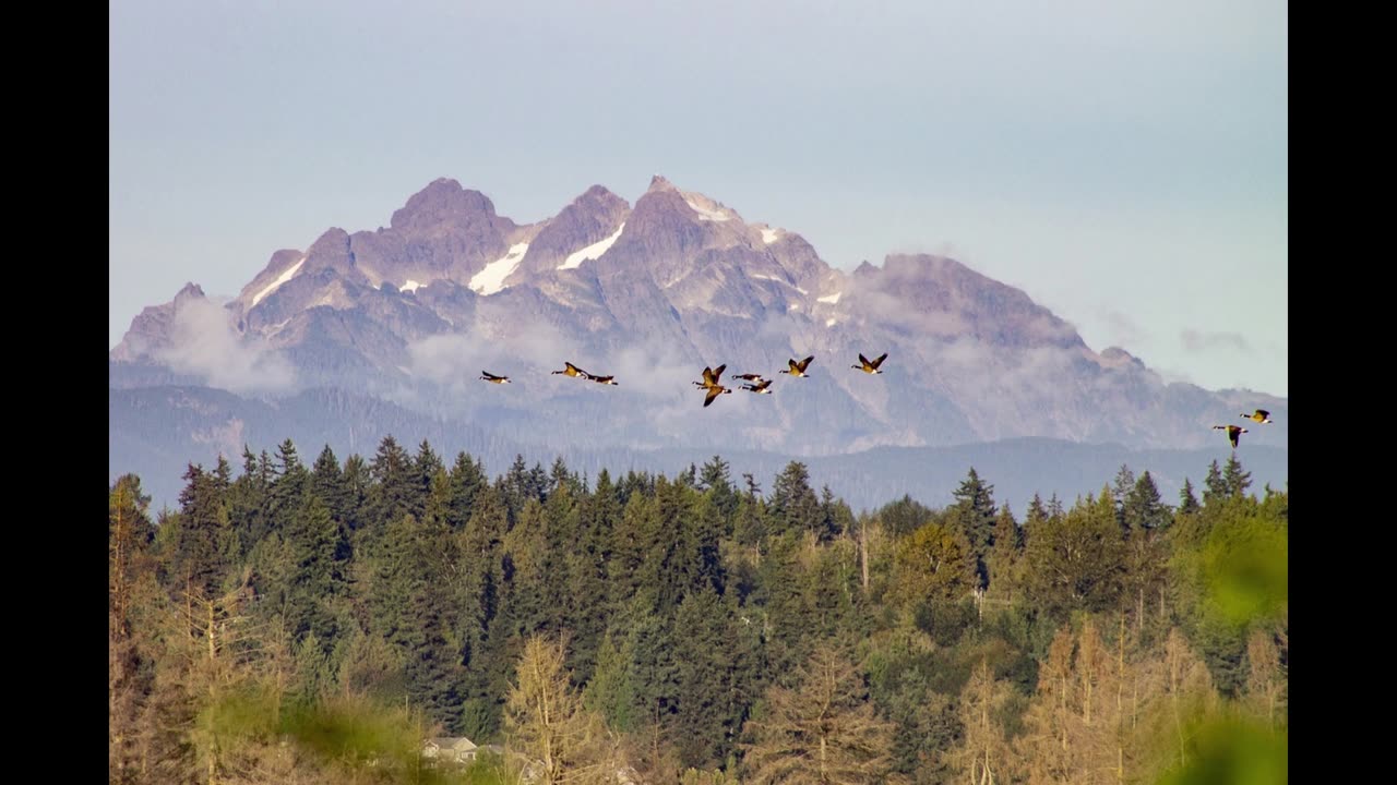 Geese Flying by the Forest | 8 Hours of Goose Sounds for Sleep, Relaxation, and Meditation